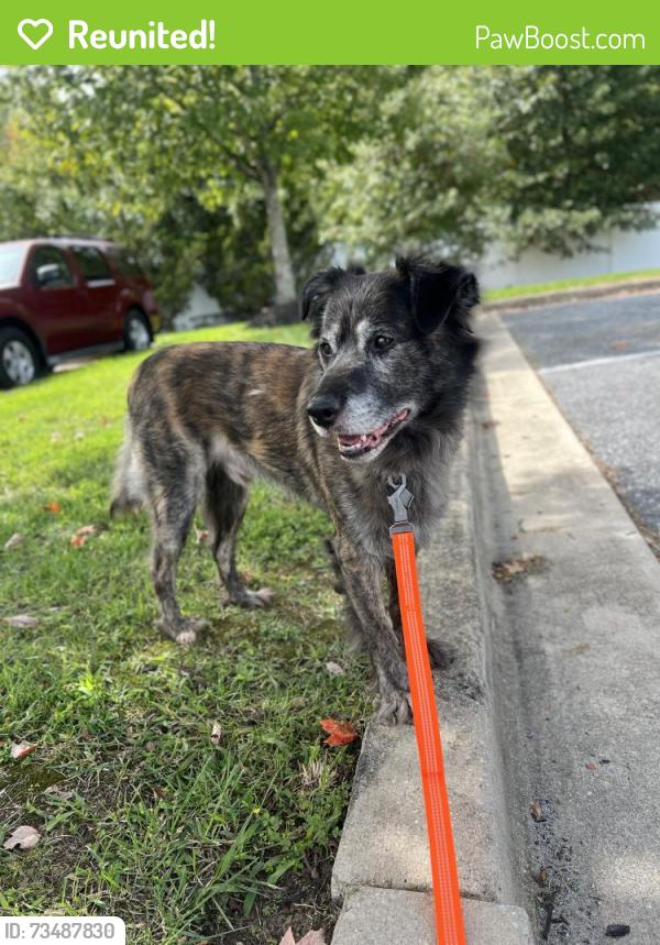Reunited Male Dog last seen Near Crain Highway, Bowie, MD 20716