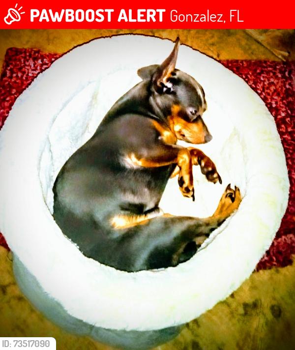 Lost Male Dog last seen Near s hwy 29, Gonzalez, FL 32533