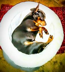 Lost Male Dog last seen Near s hwy 29, Gonzalez, FL 32533