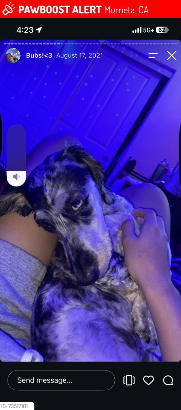 Lost Male Dog last seen Lafayette, Murrieta, CA 92562