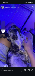 Lost Male Dog last seen Lafayette, Murrieta, CA 92562