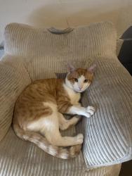 Lost Male Cat last seen La Zanja st, San Juan Capistrano, CA 92675