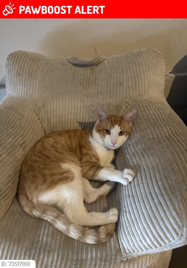 Lost Male Cat last seen La Zanja st, San Juan Capistrano, CA 92675