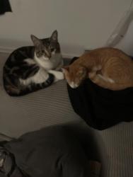 Lost Male Cat last seen Bank pl Navarre, Canton, OH 44706