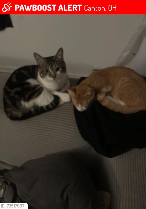 Lost Male Cat last seen Bank pl Navarre, Canton, OH 44706