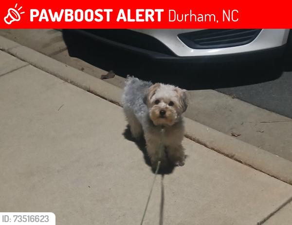 Lost Female Dog last seen Angier Ave durham nc 27703, Durham, NC 27703