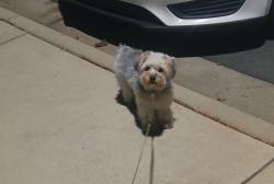 Lost Female Dog last seen Angier Ave durham nc 27703, Durham, NC 27703