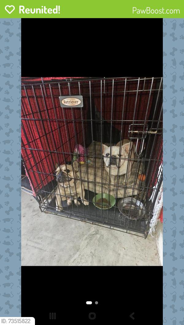 Reunited Unknown Dog last seen Five oaks crossing mansfield tx, Mansfield, TX 76063