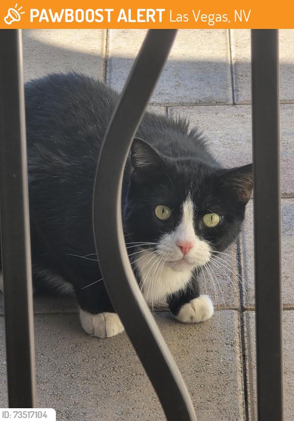 Found/Stray Unknown Cat last seen Bantam Street and Sunny Springs, Las Vegas, NV 89131