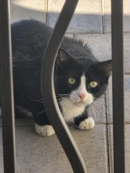 Found/Stray Unknown Cat last seen Bantam Street and Sunny Springs, Las Vegas, NV 89131