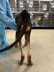 Shelter Stray Male Dog last seen N HEFNER DR ON WALKING TRAIL, 2811 SE 29th St, Oklahoma City, OK 73129, USA