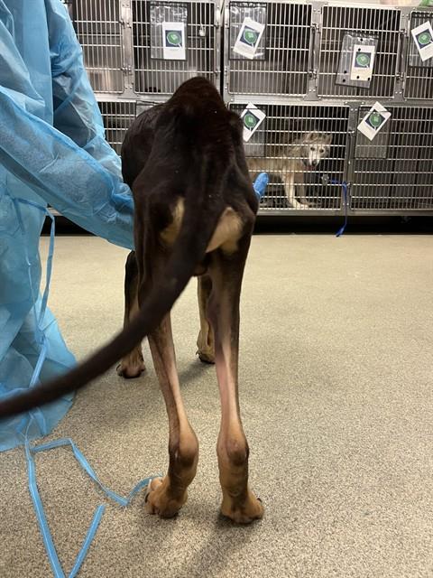 Shelter Stray Male Dog last seen N HEFNER DR ON WALKING TRAIL, 2811 SE 29th St, Oklahoma City, OK 73129, USA