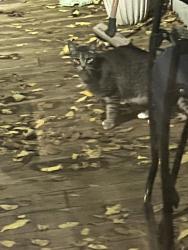 Found/Stray Unknown Cat last seen Near and west ridge rd, Spencerport, NY 14559