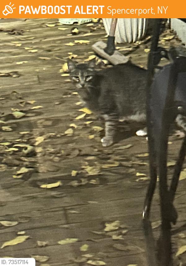 Found/Stray Unknown Cat last seen Near and west ridge rd, Spencerport, NY 14559