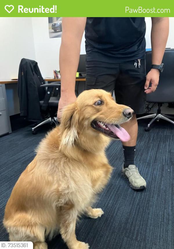 Reunited Unknown Dog last seen Found Downtown LongBeach CA., Long Beach, CA 90807