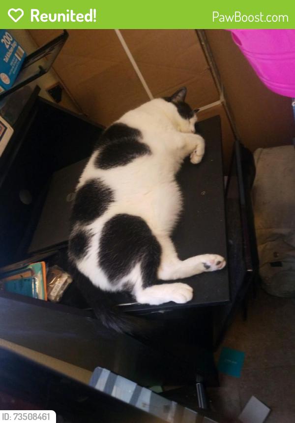 Reunited Male Cat last seen 5th street and wickieup lane, Phoenix, AZ 85024