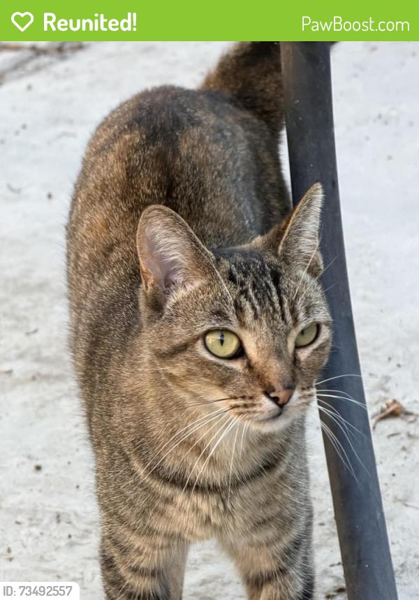 Reunited Unknown Cat last seen Las Lomas and Keene Dr, La Habra, CA 90631