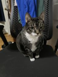 Lost Male Cat last seen Parkfield Lane and Brookland Dr, Clemmons, NC 27012