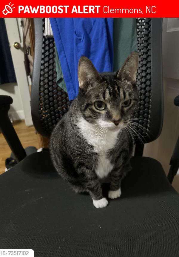 Lost Male Cat last seen Parkfield Lane and Brookland Dr, Clemmons, NC 27012