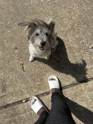 Found/Stray Female Dog last seen Fry rd, Katy, TX 77449