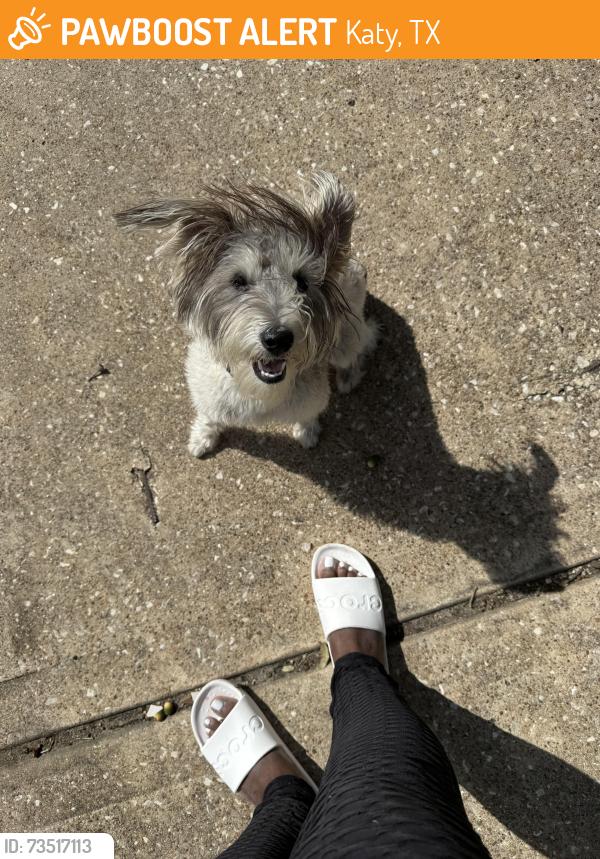 Found/Stray Female Dog last seen Fry rd, Katy, TX 77449