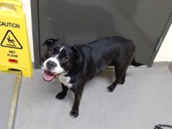 Shelter Stray Female Dog last seen Near BLOCK N DAVENPORT WAY, DENVER CO 80239, 1241 W Bayaud Ave, Denver, CO 80223, USA