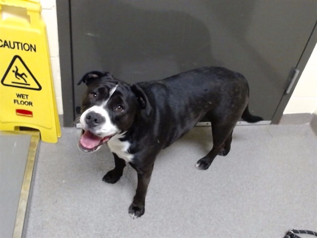 Shelter Stray Female Dog last seen Near BLOCK N DAVENPORT WAY, DENVER CO 80239, 1241 W Bayaud Ave, Denver, CO 80223, USA