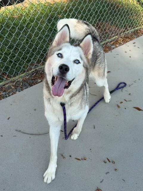 Shelter Stray Female Dog last seen CHARLOTTE, 8315 Byrum Dr, Charlotte, NC 28217, USA