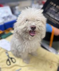 Shelter Stray Female Dog last seen Near BLOCK TEMESCAL HILLS DR, CORONA CA, 6851 Van Buren Boulevard, Jurupa Valley, CA 92509, USA