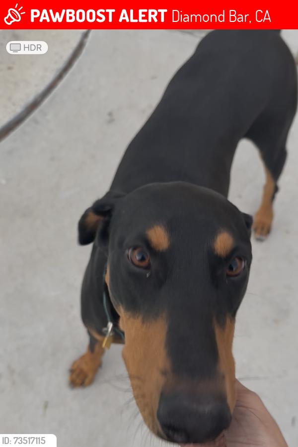 Lost Female Dog last seen The Diamond Bar Center, Diamond Bar, CA 91765