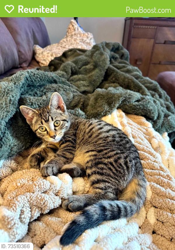 Reunited Female Cat last seen S Mayflower and Spencer Street, Outagamie County, WI 54914