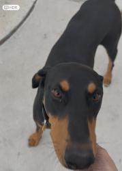 Lost Female Dog last seen The Diamond Bar Center, Diamond Bar, CA 91765