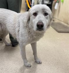 Shelter Stray Female Dog last seen LIMONITE / DOT ST RIVERSIDE CA, 6851 Van Buren Boulevard, Jurupa Valley, CA 92509, USA