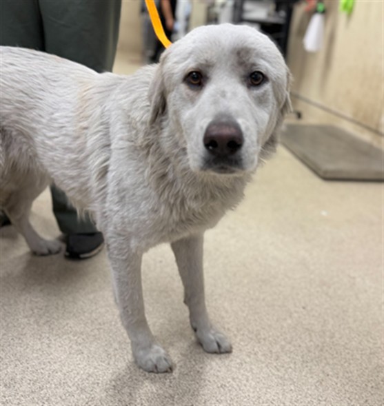 Shelter Stray Female Dog last seen LIMONITE / DOT ST RIVERSIDE CA, 6851 Van Buren Boulevard, Jurupa Valley, CA 92509, USA