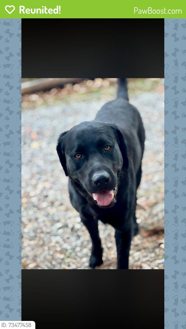 Reunited Male Dog last seen Half Moon Road, New Bern, NC 28560