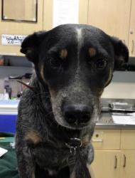 Shelter Stray Female Dog last seen Near BLOCK OLD ELSINORE RD, PERRIS, CA, 6851 Van Buren Boulevard, Jurupa Valley, CA 92509, USA