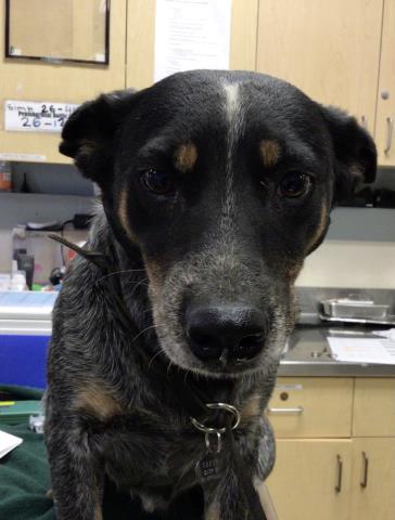 Shelter Stray Female Dog last seen Near BLOCK OLD ELSINORE RD, PERRIS, CA, 6851 Van Buren Boulevard, Jurupa Valley, CA 92509, USA