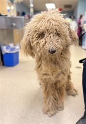 Shelter Stray Male Dog last seen Near BLOCK 27TH ST, JURUPA VALLEY, CA, 6851 Van Buren Boulevard, Jurupa Valley, CA 92509, USA