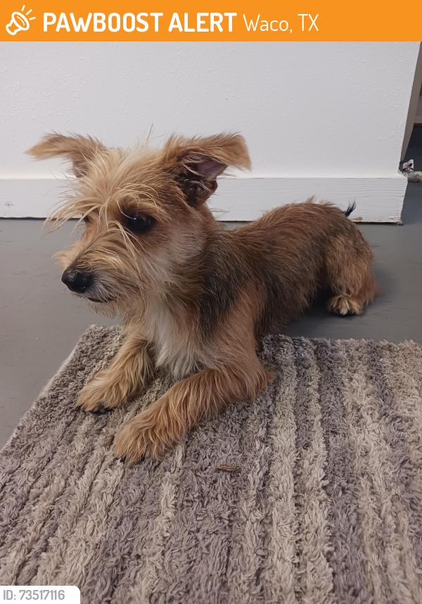 Found/Stray Male Dog last seen 18th family dollar, Waco, TX 76708