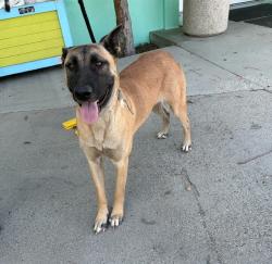 Shelter Stray Female Dog last seen , 4275 Elton St, Baldwin Park, CA 91706, USA