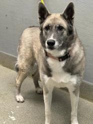 Shelter Stray Female Dog last seen Near BLOCK W CRAIG RD, LAS VEGAS NV 89130, 655 N Mojave Rd, Las Vegas, NV 89101, USA