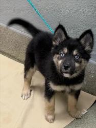 Shelter Stray Female Dog last seen , 655 N Mojave Rd, Las Vegas, NV 89101, USA