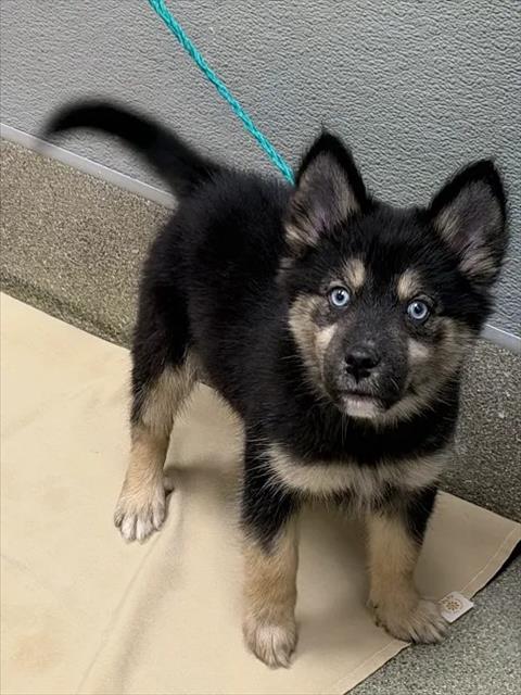 Shelter Stray Female Dog last seen , 655 N Mojave Rd, Las Vegas, NV 89101, USA