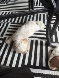Lost Female Dog last seen Prominent, Orlando, FL 32818