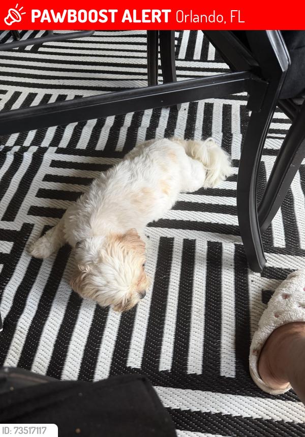 Lost Female Dog last seen Prominent, Orlando, FL 32818