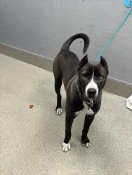Shelter Stray Male Dog last seen Near BLOCK S LAS VEGAS BLVD, LAS VEGAS NV 89123, 655 N Mojave Rd, Las Vegas, NV 89101, USA
