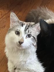 Lost Male Cat last seen Monnett road /company mill road, Guilford County, NC 27406