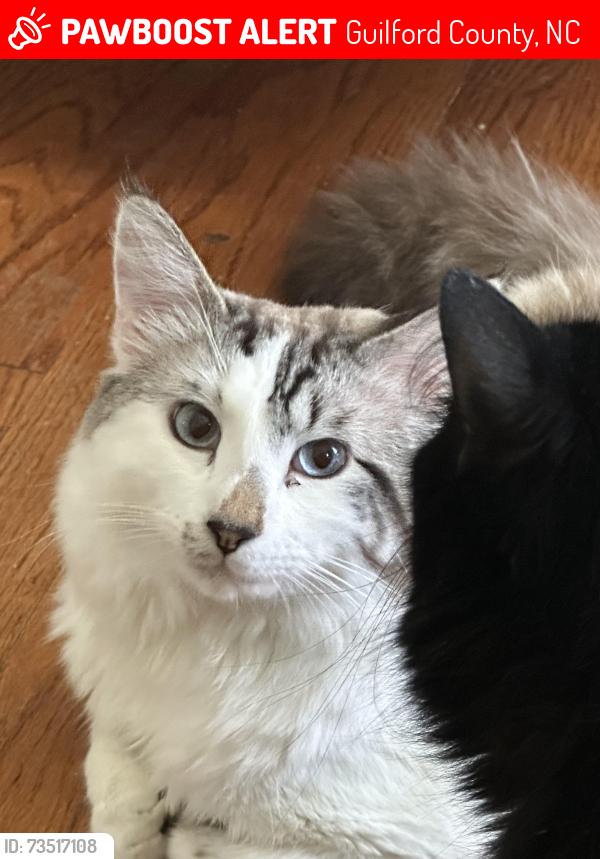 Lost Male Cat last seen Monnett road /company mill road, Guilford County, NC 27406