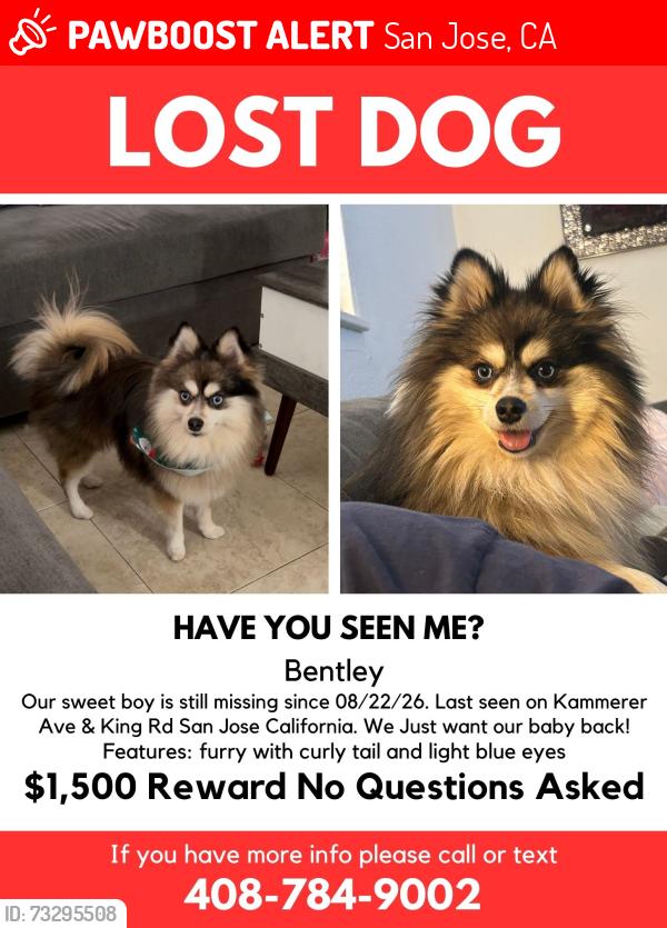 Lost Male Dog last seen Kammerer Ave & King Road, San Jose, CA 95116