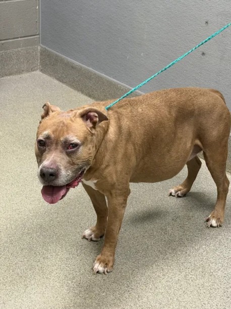 Shelter Stray Female Dog last seen Near BLK W LAKE MEAD BLVD, LAS VEGAS NV 89134, 655 N Mojave Rd, Las Vegas, NV 89101, USA